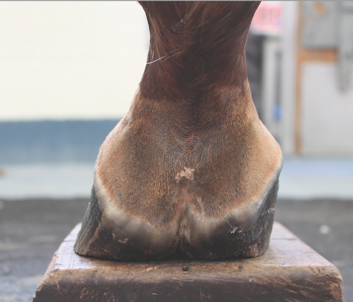 Why Do Horses Get Quarter Cracks at Randy Reyna blog
